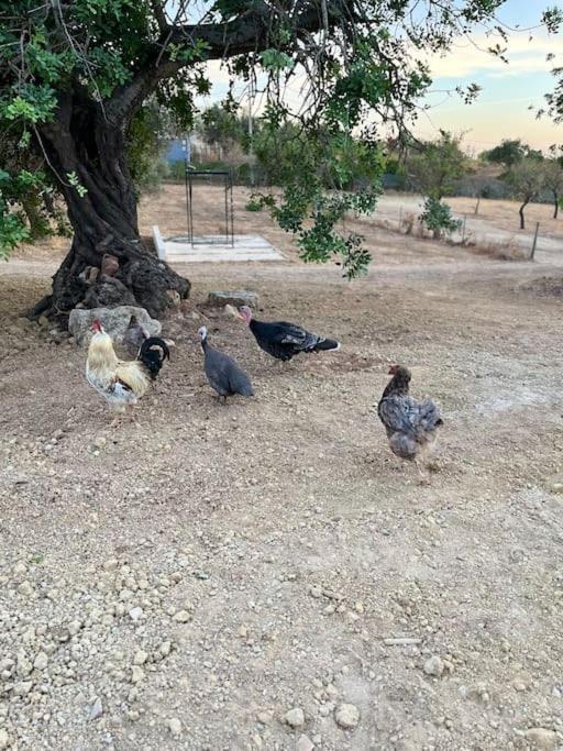 Quinta Da Alfarrobeira Peaceful Countryside Stay ファロ エクステリア 写真